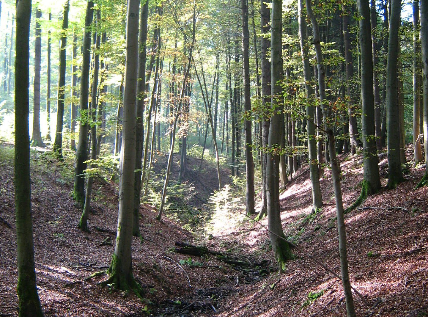 Wald mit Bäumen