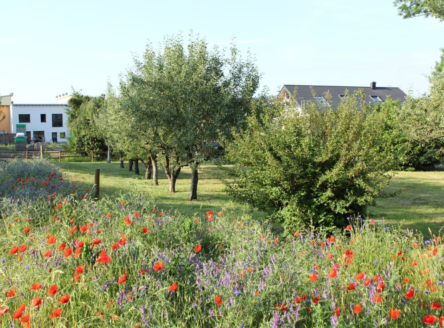 Obstbäume und Blumenwiese