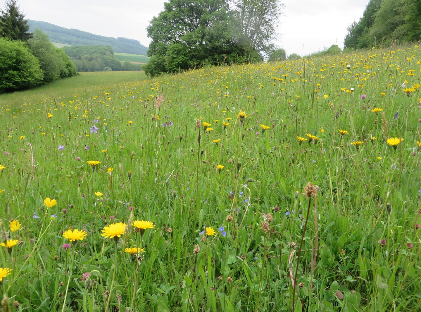 Bunte Blumenwiese