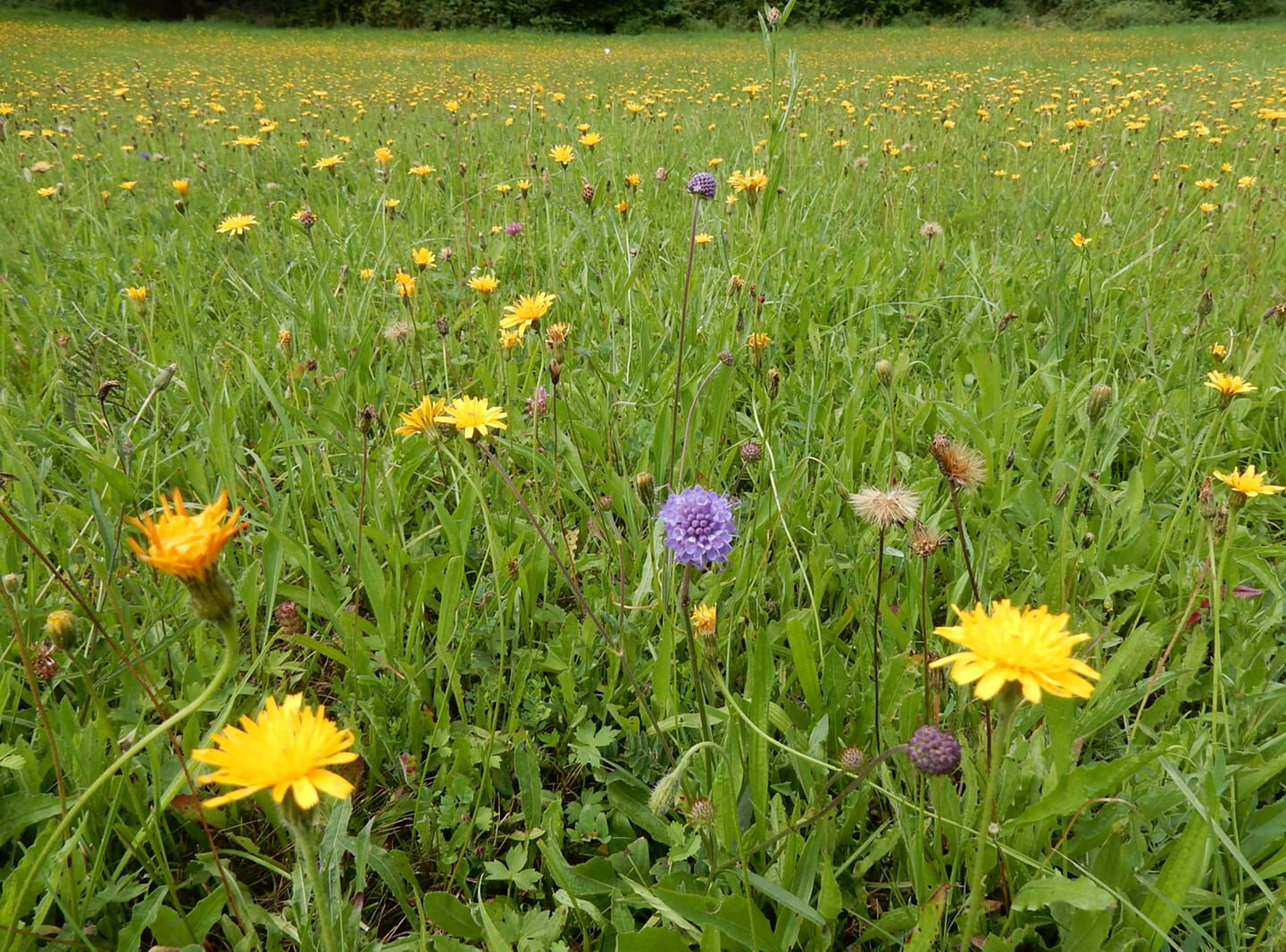 Bunte Blumenwiese